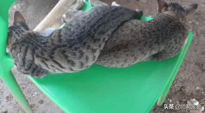 铲屎官的真相,铲屎官养了四只一模一样的猫