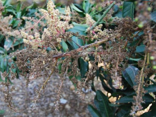 芒果黑心病怎么回事如何防治,芒果黑条病怎么治