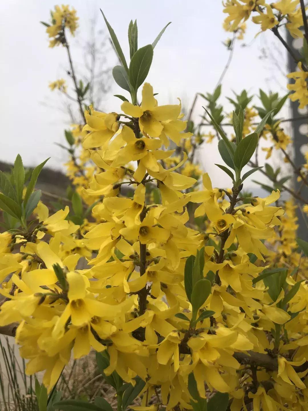 清明踏青好去处邯郸,清明假期旅游必备