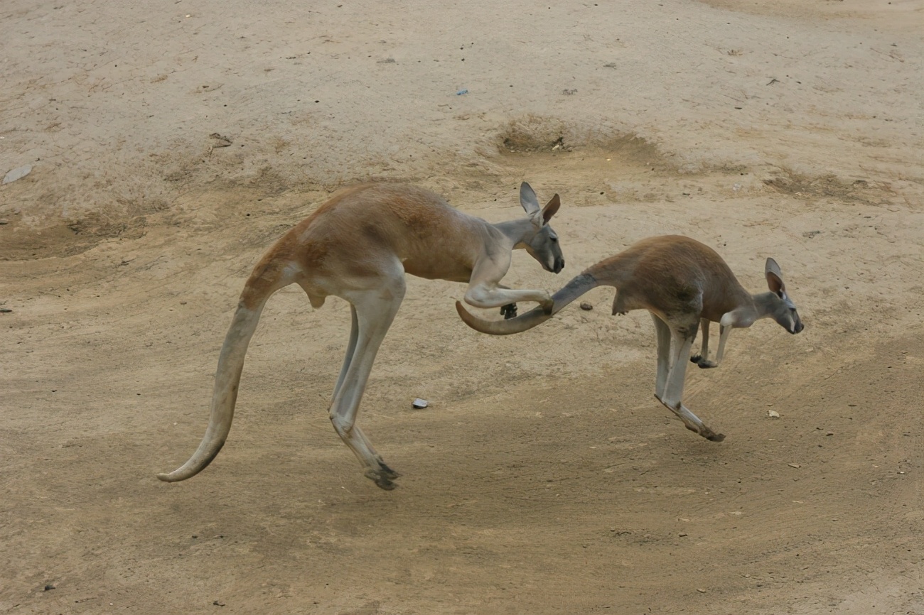红大袋鼠：多亏了育儿袋，轻松带娃出门，旋转跳跃不停歇！