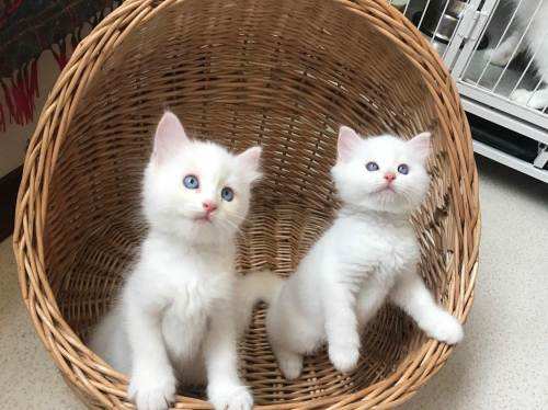 新手买猫怎么避免猫贩子,新手买猫如何避免被坑