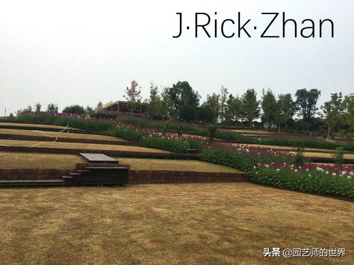 高尔夫果岭草坪家庭院子种植,麦冬草坪种植方法和注意事项