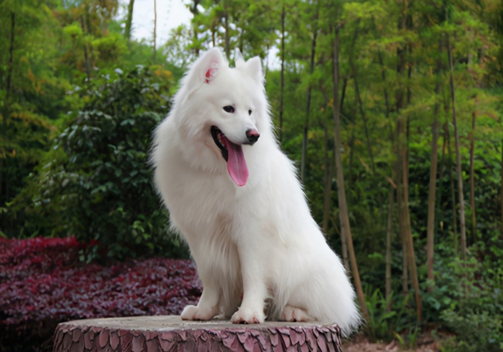 狗狗拉肚子用蒙脱石散还是土霉素,治狗狗拉肚子土方法