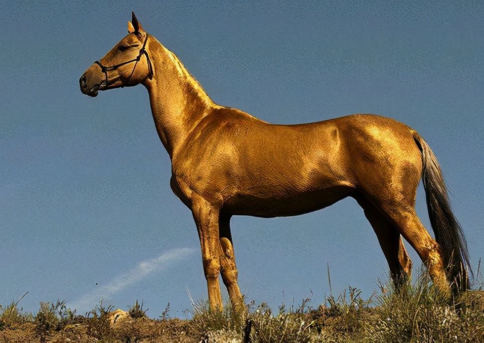 汗血宝马是土库曼斯坦国宝,汗血宝马是土库曼斯坦的国宝
