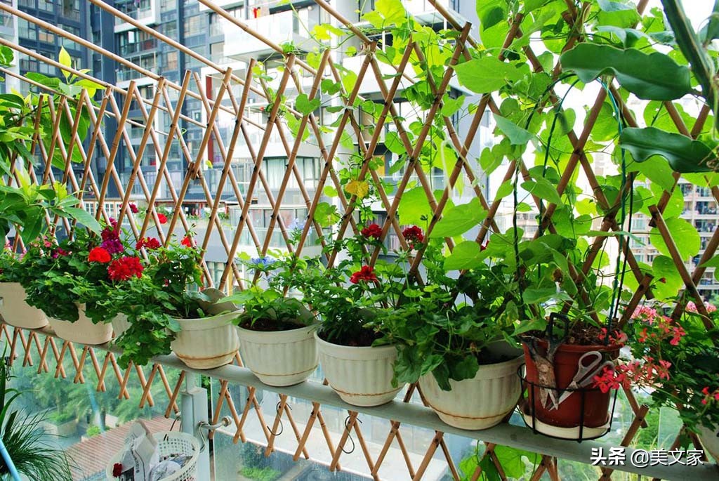 阳台小菜园手把手教你种菜,农家小院立体式种菜技巧