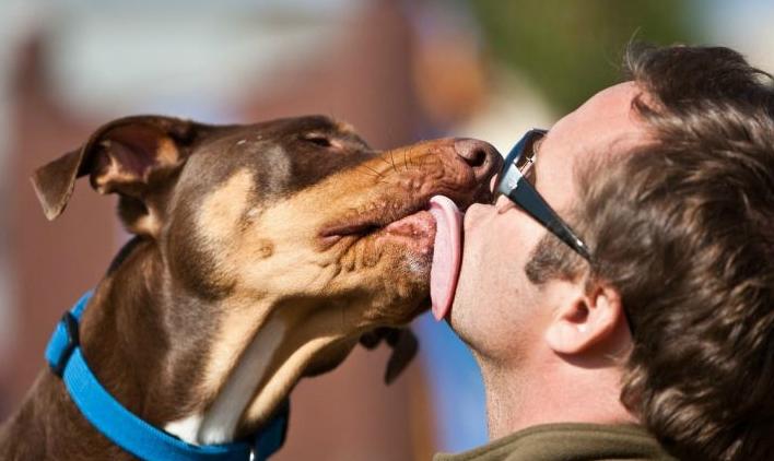 狗狗为啥老是舔自己大腿内侧的毛,狗狗总是舔自己的小揪揪是为什么
