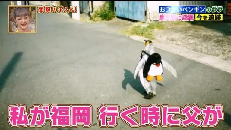 去世的企鹅复活,死去的企鹅