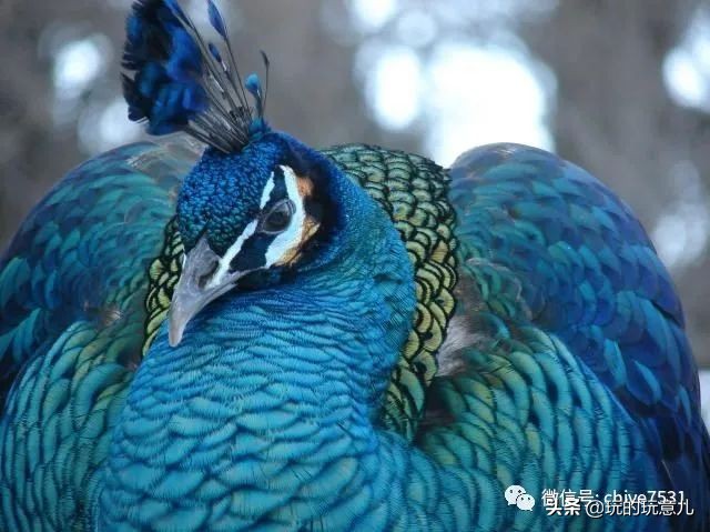 中国画孔雀名作,中国名画孔雀