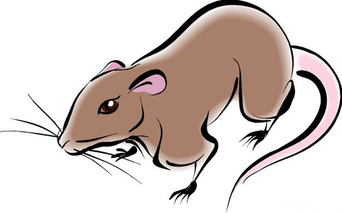 十二生肖哪个月份出生的人命最好,十二生肖几月出生最好最有福气