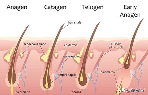 五种可以让头发长得快的秘诀,怎样把短头发扎成长头发