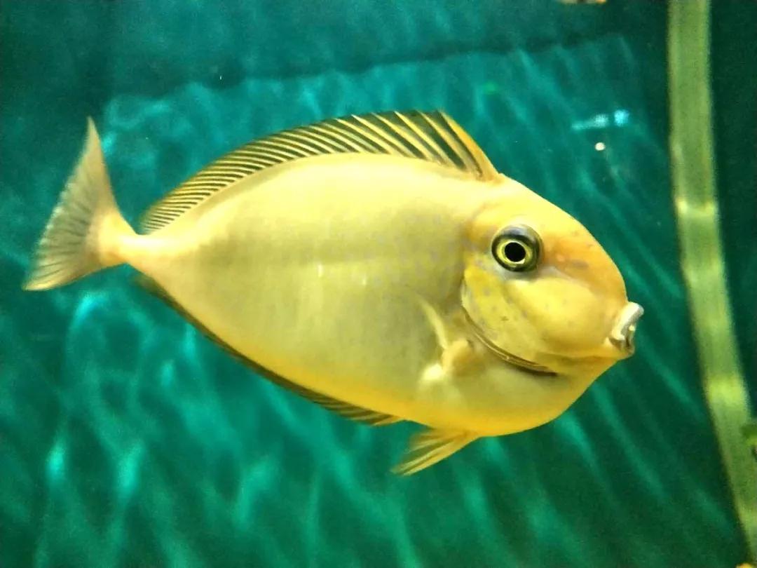 海底世界搬到自己家,海底世界聊城入园