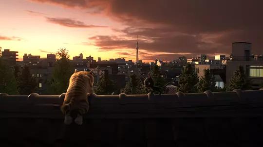 黑猫鲁道夫真人版,黑猫鲁道夫