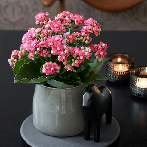 养这6种花太省心新手也很难养死,这6种花从春开到夏养了不吃亏