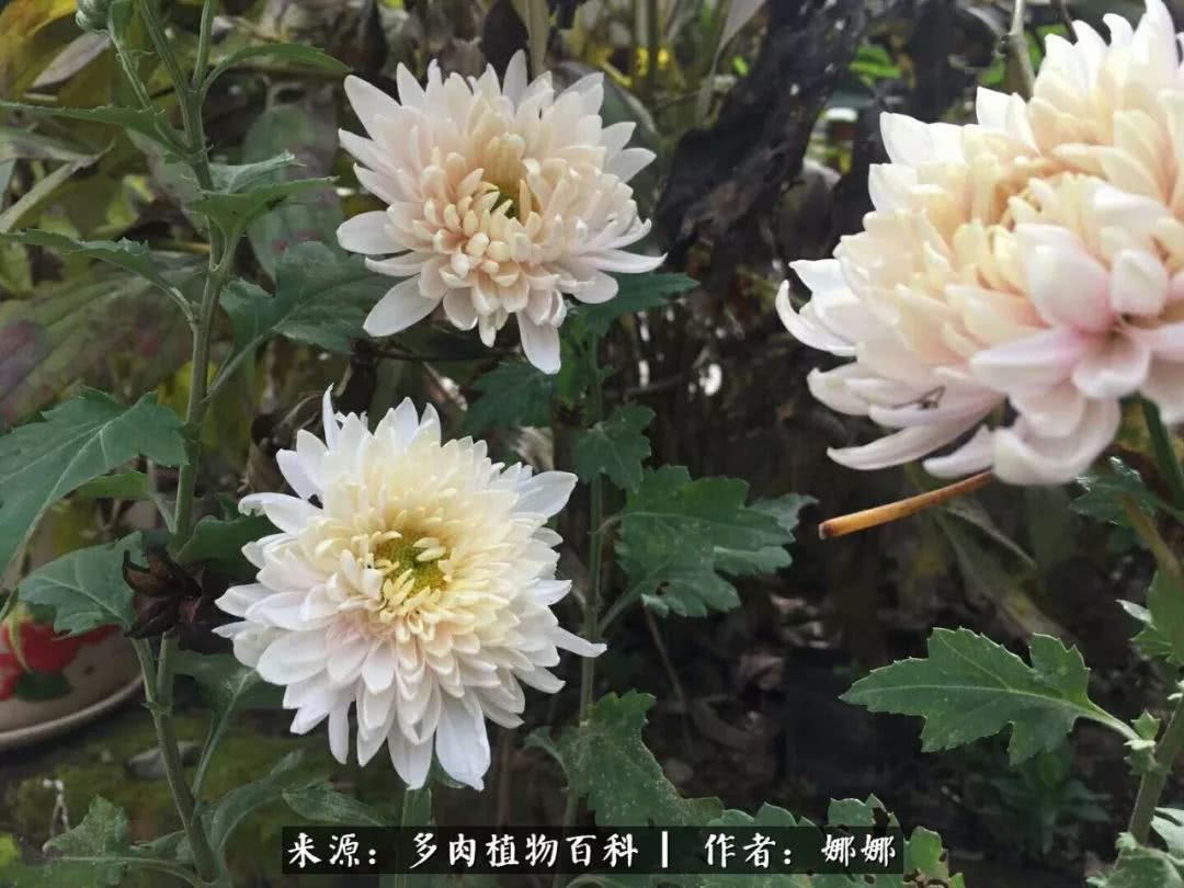 篱笆花开情常在，守你一生不变！