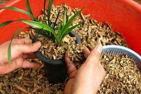 如何预防泥土生虫,如何预防土壤板结