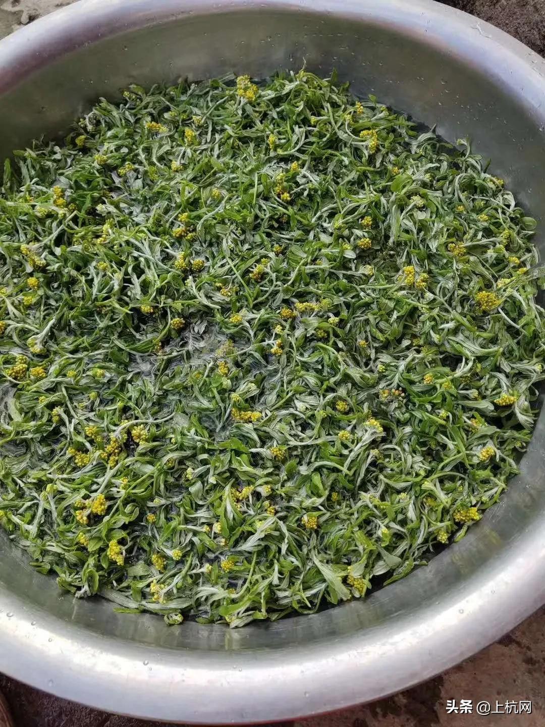 鼠曲草是野草吗,野生中药材鼠曲草