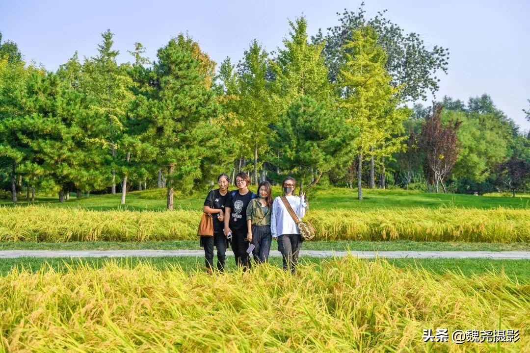 北京北坞公园里的京西稻又熟了,曾经只有皇上才能吃上这儿的大米