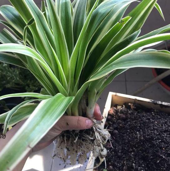 家庭盆栽金边吊兰的养护方法,金边吊兰怎么养才能更旺盛长得快