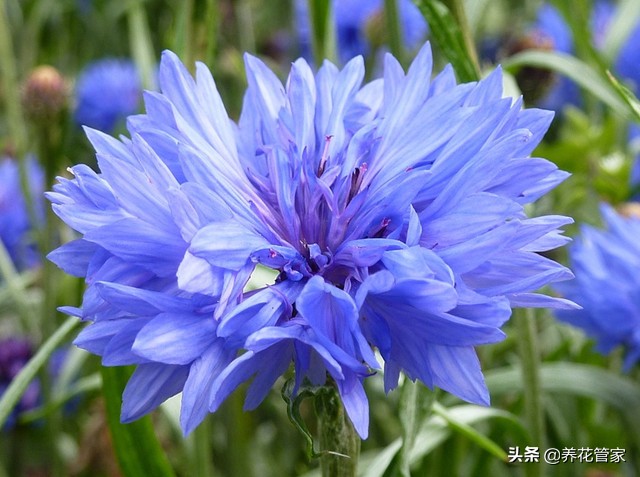 蓝色花卉矢车菊,最名贵的蓝色矢车菊