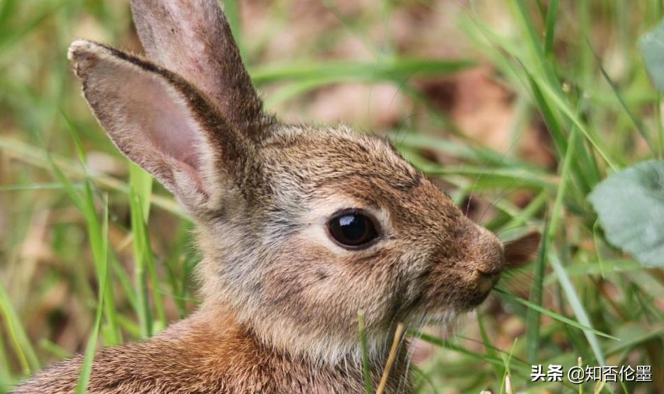 5年后农村养殖什么最赚钱,农村2021年养殖什么前景最好