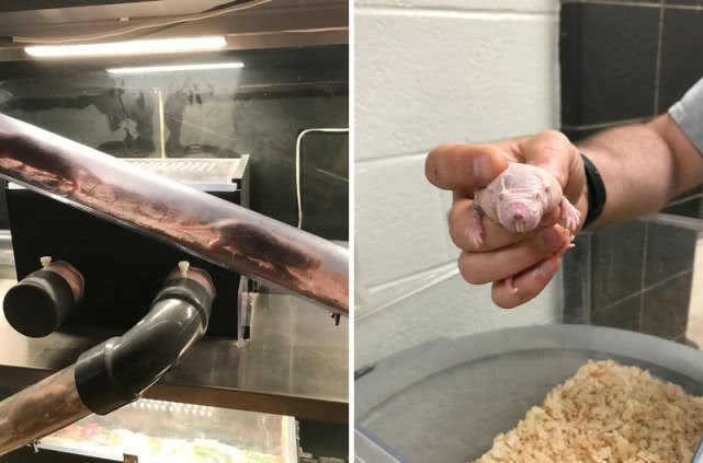 鼠届异形裸鼹鼠6大“特异功能”，做梦都想拥有，不得癌症不衰老