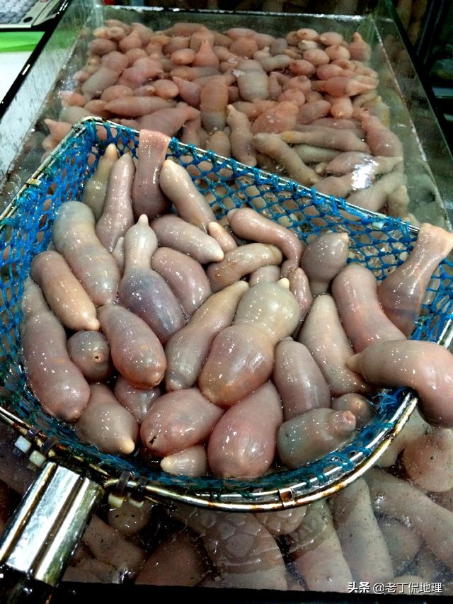 中国海鲜地图,中国海鲜最多地区