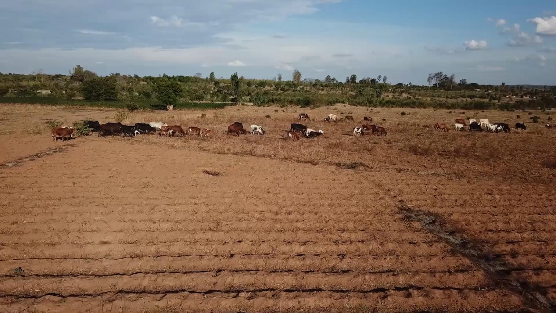 真实航拍非洲最穷国家，大片耕地牛羊成群，和想象的非洲完全不同