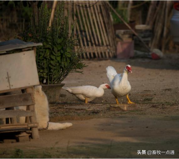 蛔虫和绦虫哪个危害大,蛔虫病绦虫病蛲虫病