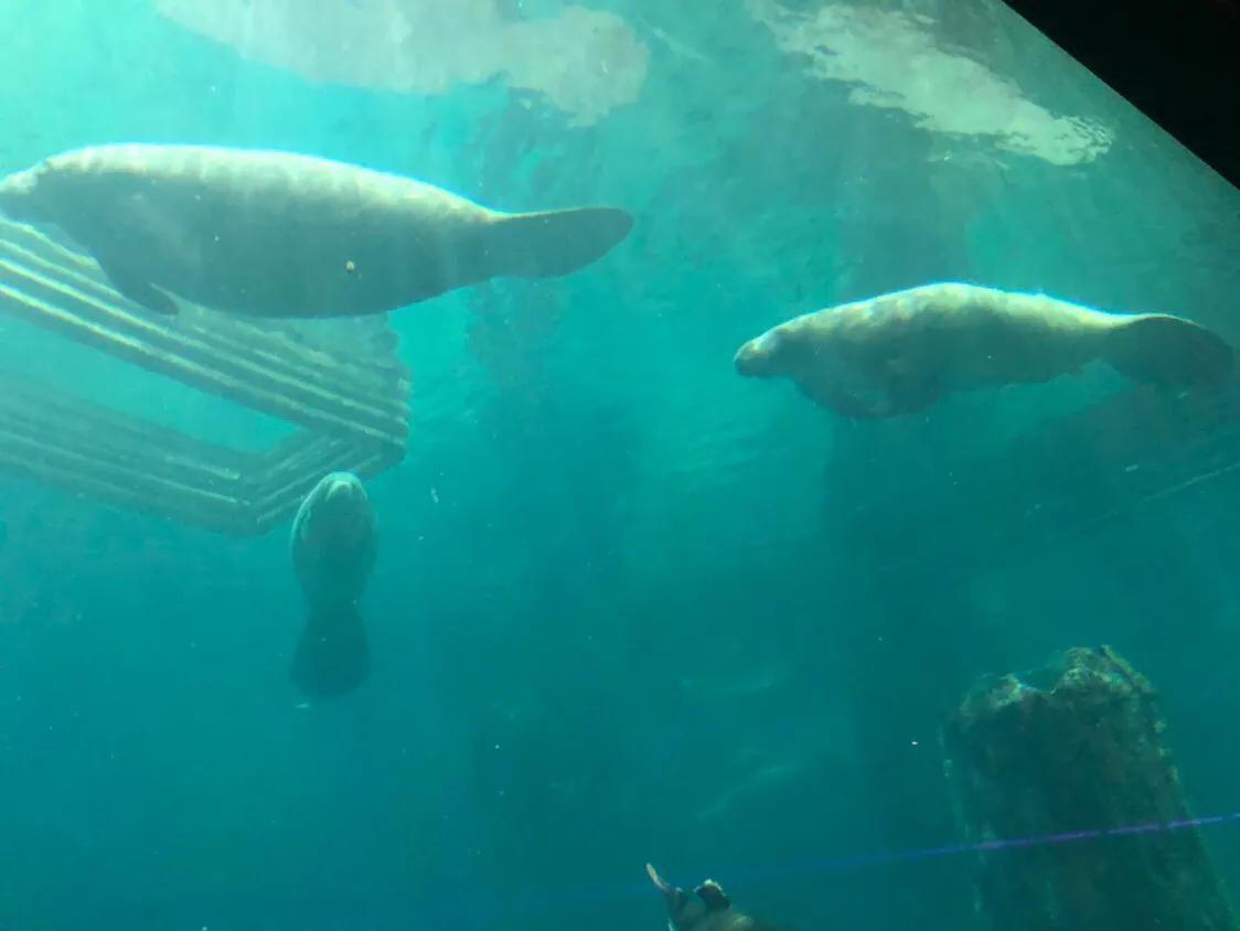 新加坡经典一日游,新加坡一日游必去景点