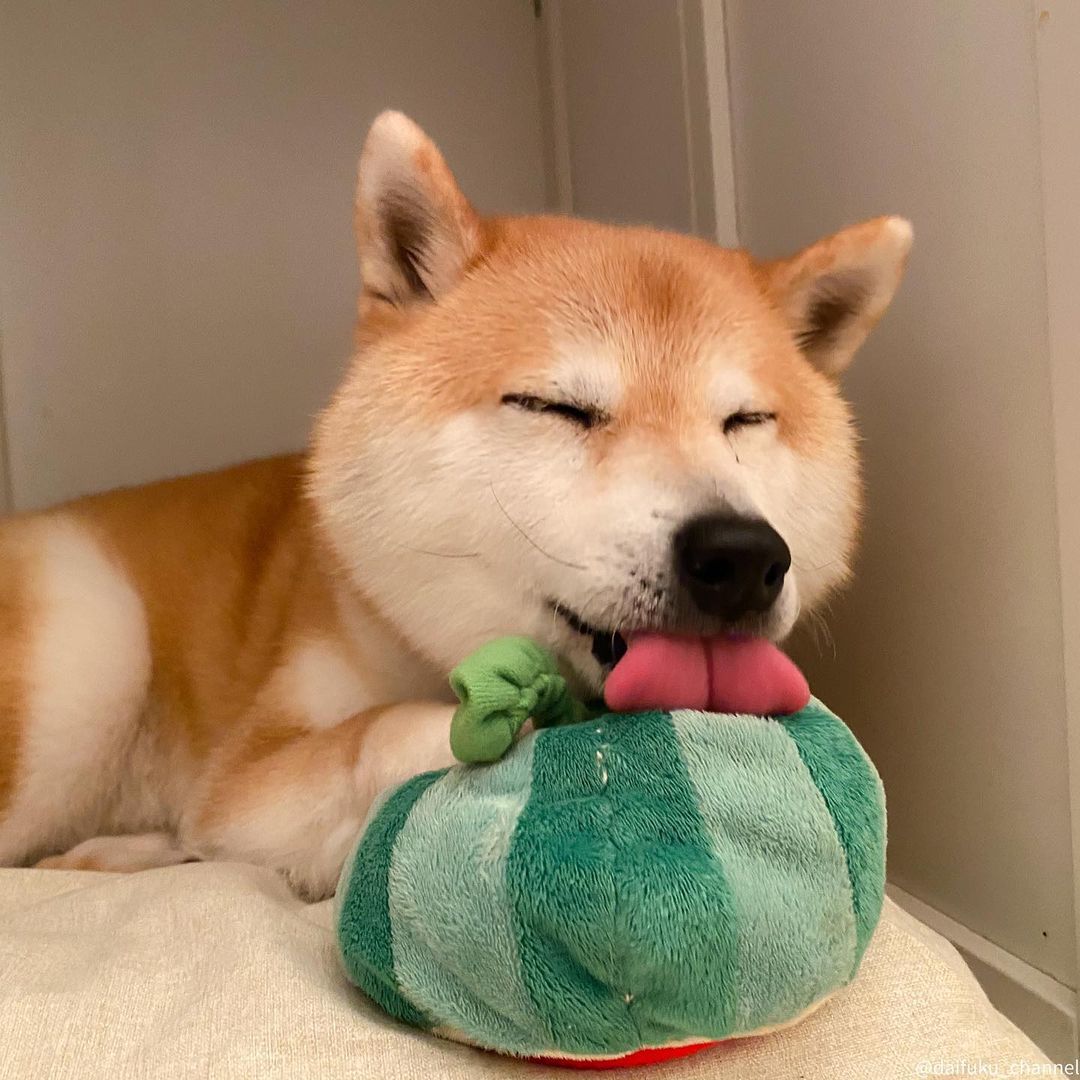 1500买了一条假柴犬,想买柴犬怎么才比较靠谱