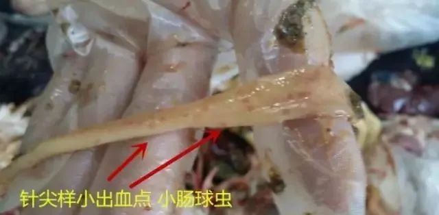 鸡球虫病引起鸡严重发病的阶段,大鸡球虫病