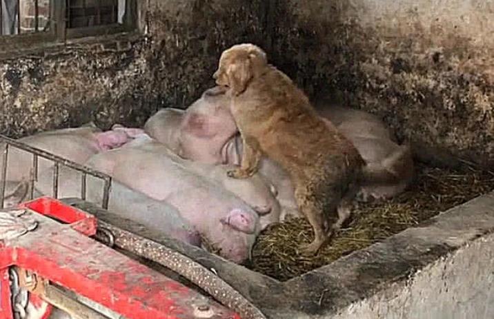 狗狗偷溜进母猪圈,觉得事情不简单,跟过去后,拿起扫把狠打