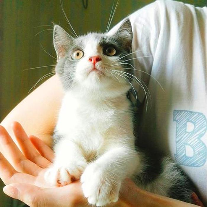 特殊时期如何做好宠物清洁工作?这两点最重要,但仍需注意安全