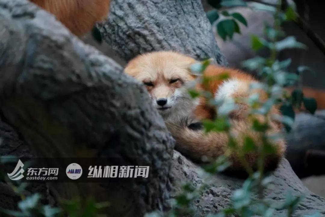 火狐事件辟谣,大兴安岭火狐造假