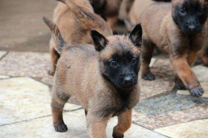 马犬牧羊犬差距有点大,马犬与德牧哪个凶