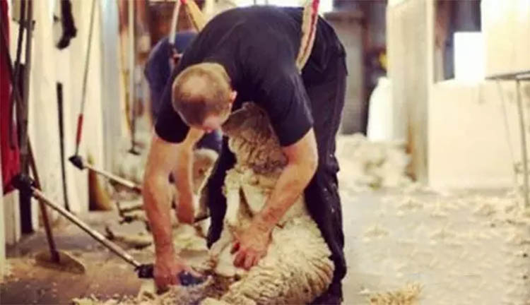 澳大利亚ugg和ugg区别,ugg是澳洲还是美国的