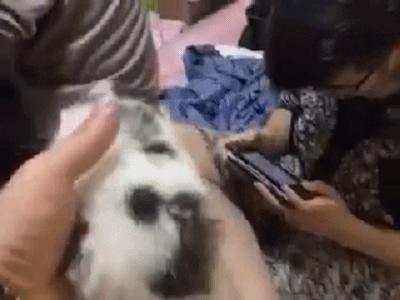 全球罕见足球猫冲上热搜,网友:指定染色!结果......哈哈哈哈