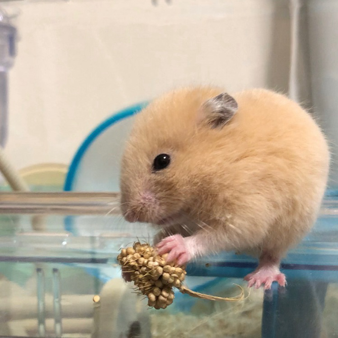 主人给小仓鼠们做饭吃,主人给仓鼠喂东西视频