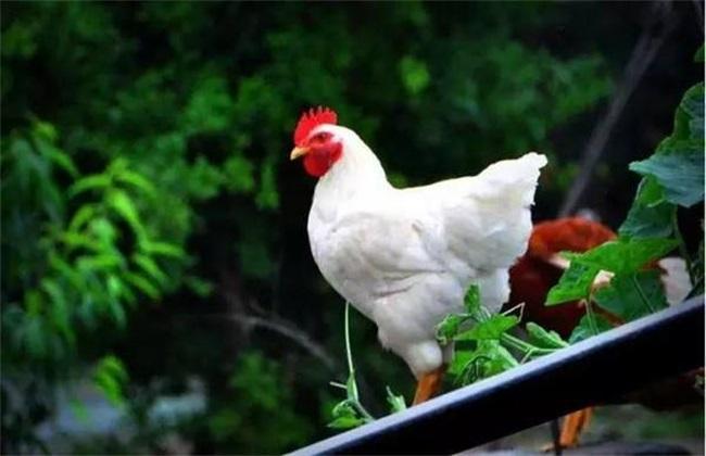 速生鸡与白羽鸡是什么,白羽鸡养殖技术和方法图解