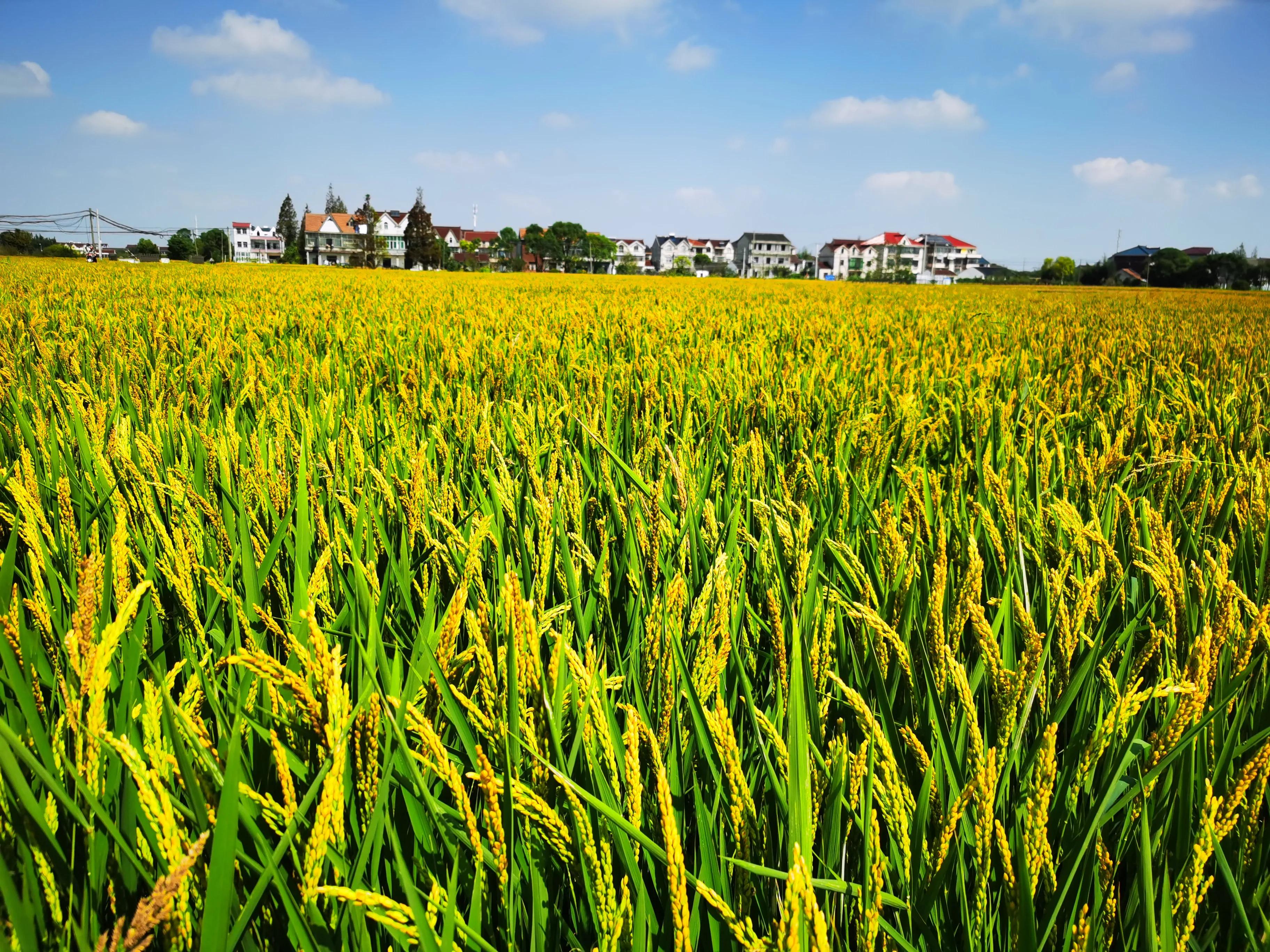 惠南民乐大居最新消息,上海惠南民乐大居房价