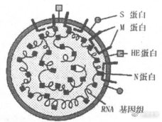 新型冠状病毒和冠状病毒如何区分,冠状病毒的介绍