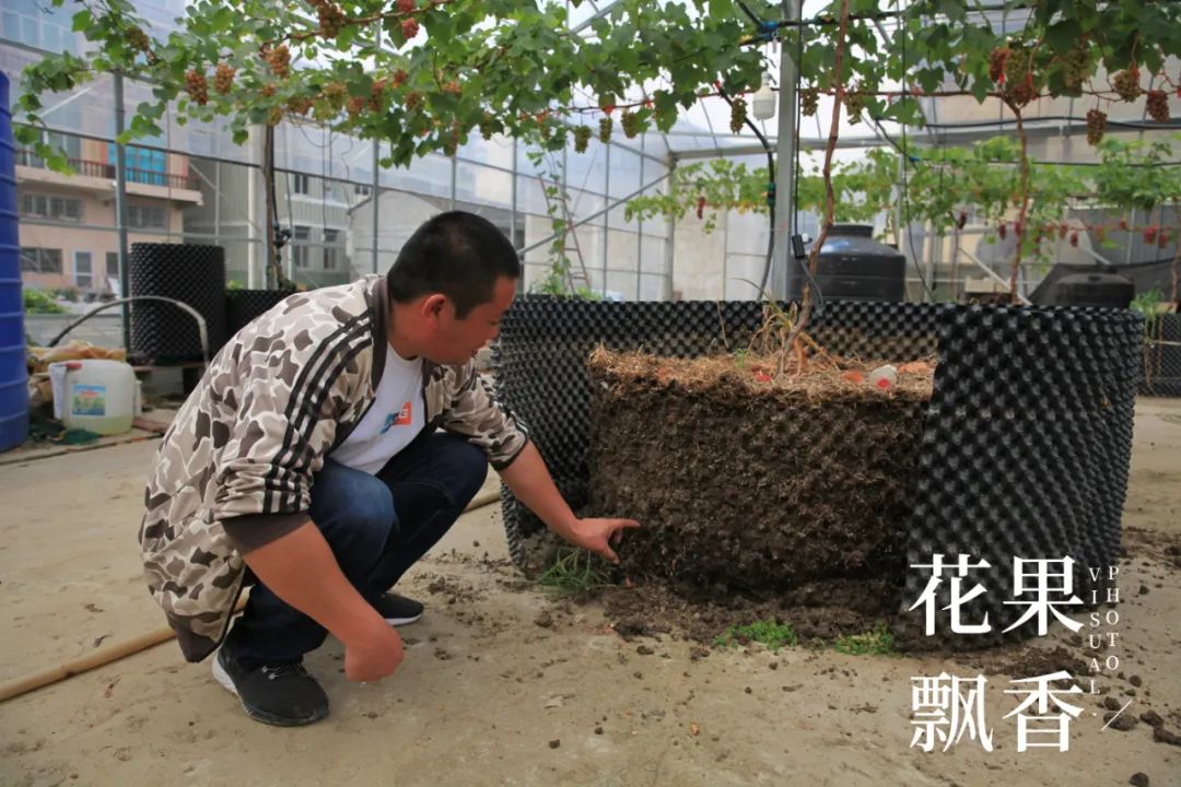 红的发黑的葡萄叫什么,25个早熟新品种葡萄解析