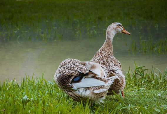 处暑吃鸭子很有讲究,处暑节气时为什么要吃鸭子