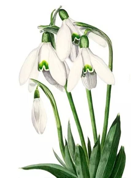 超写实绘画真实吗,超写实的植物绘画