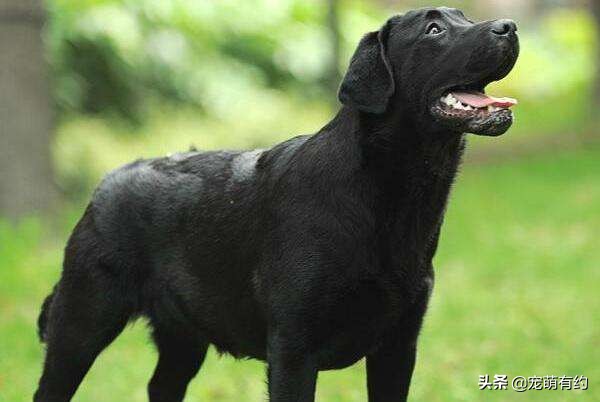 拉布拉多犬特点和缺点分析图,拉布拉多犬形态标准图