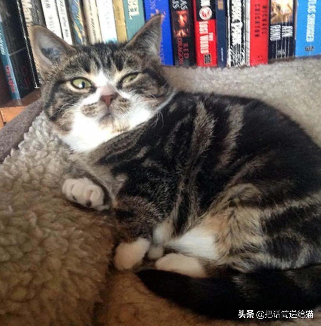 猫兄妹可爱视频,矮脚猫兄妹