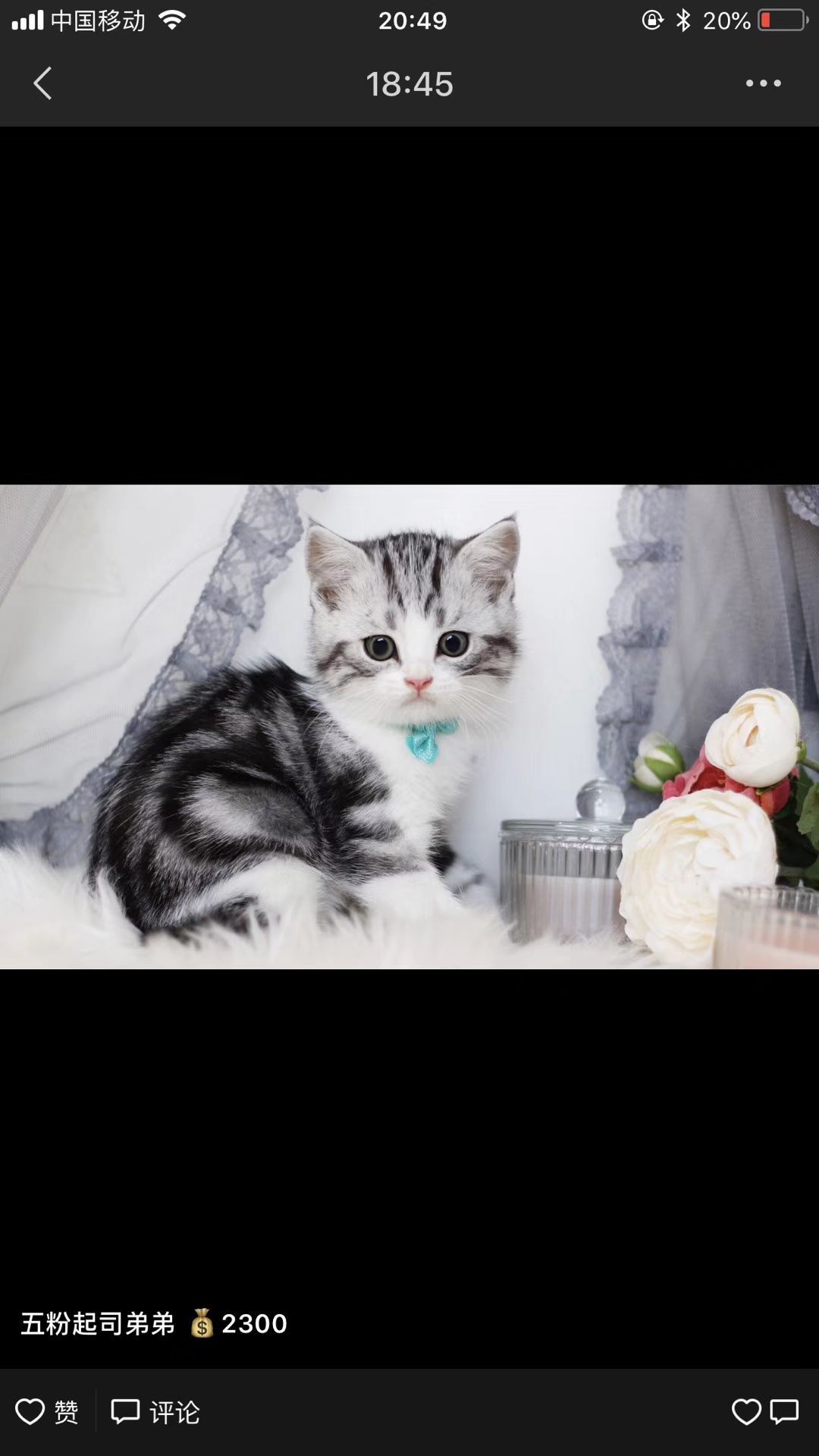 大家买猫都去哪里买,买猫在哪里买最好