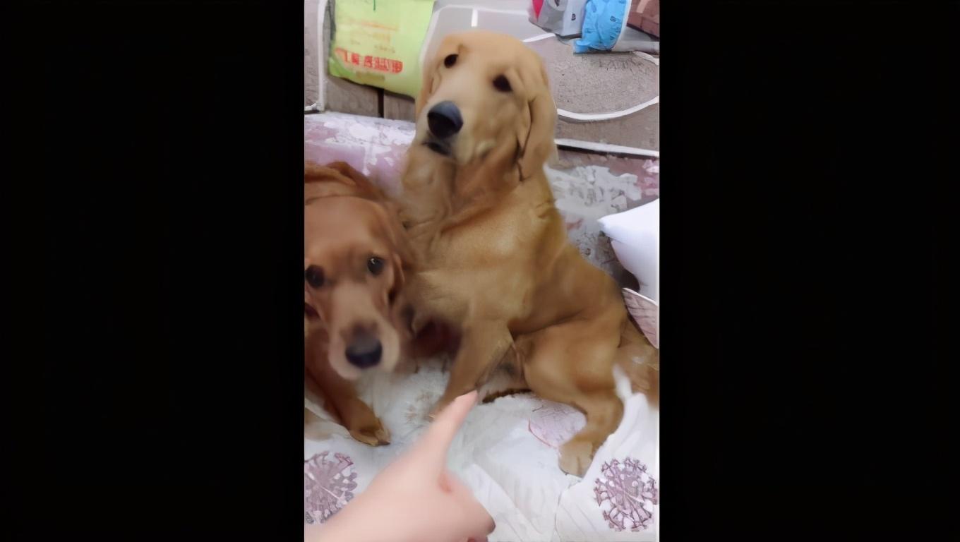 主人收拾两只犯错的狗,主人犯错金毛开启护娃模式