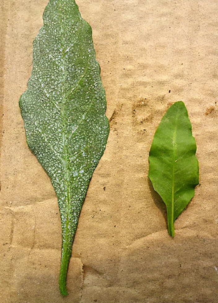 植物叶子上的白粉沫对人有危害吗,植物叶子上发现白色粉怎么处理
