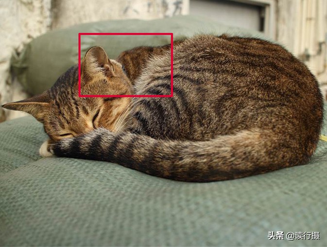 转角遇到猫探店,转角遇到猫打卡